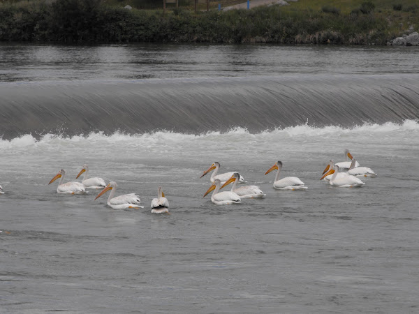 Pelicans!