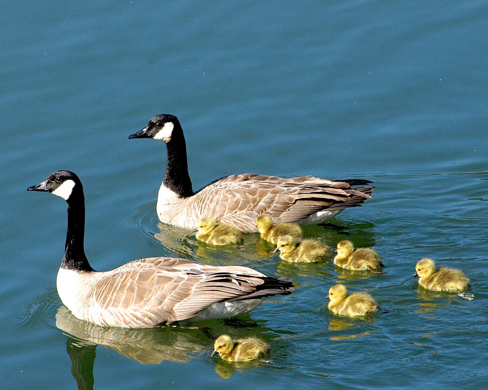 Tour 200 Adventures Sanders County Wildlife Collection