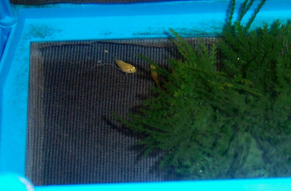 My Fish Tank Adventures Preparing Our Tank for the Fry Limescale Removal