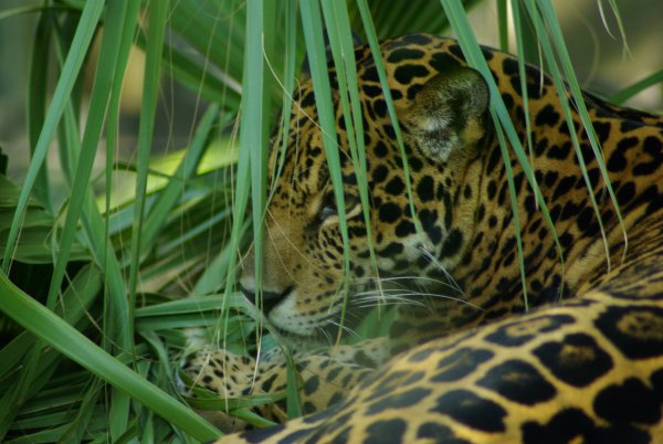 [jaguar.jpg]