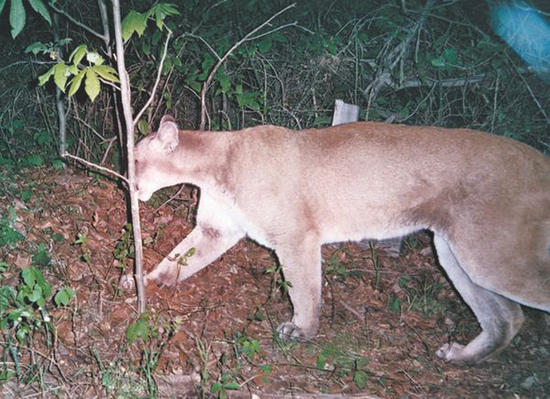 Alabama Mountain Lion
