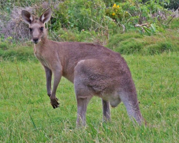 [kangaroo.jpg]