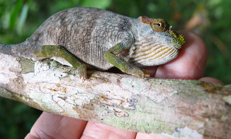 chameleon giving birth