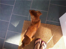 Molly the Dog