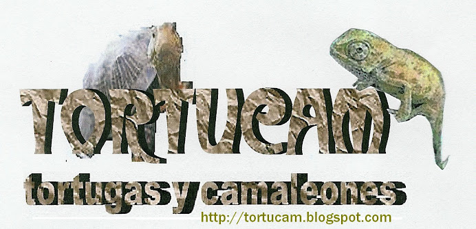 TORTUCAM ( Tortugas y camaleones )