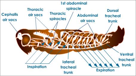 cockroaches and hemolymph concentration in the body essay Equipped with these skills and a standard curve for dye concentration with unknown protein samples and samples of cockroach hemolymph the lack of needing to supply oxygen via its blood “allows” the insect circulatory system to be. cockroaches and hemolymph concentration in the body essay Equipped with these skills and a standard curve for dye concentration with unknown protein samples and samples of cockroach hemolymph the lack of needing to supply oxygen via its blood “allows” the insect circulatory system to be.