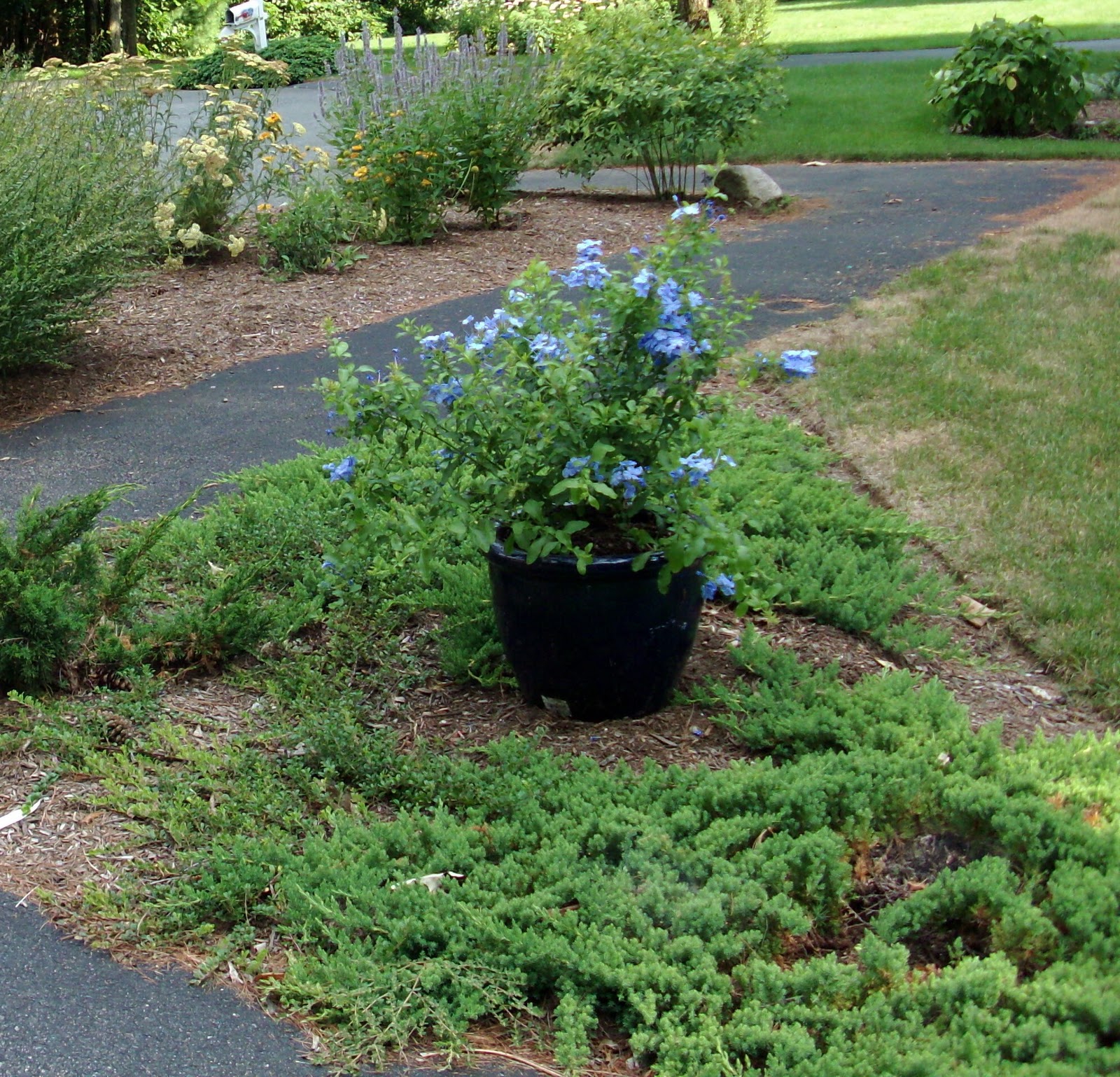 Cape Plumbago