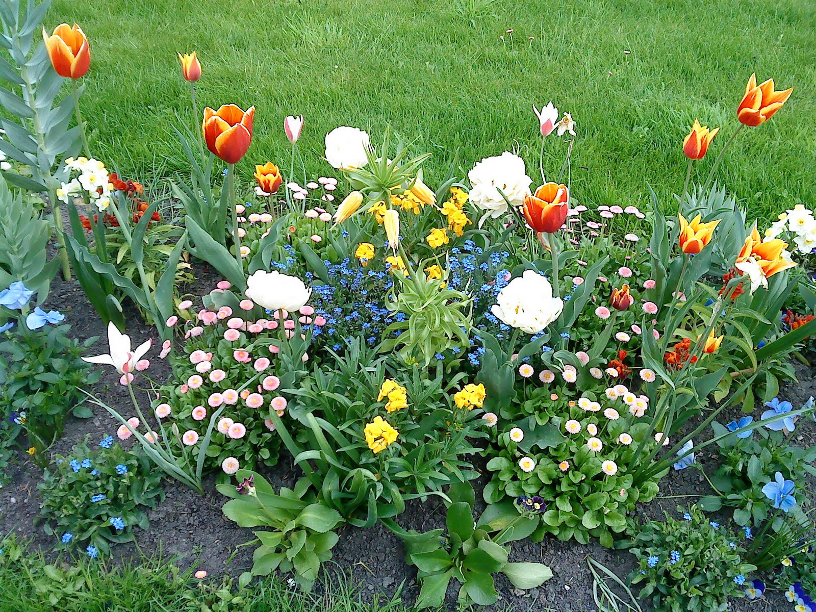 Meine Schöne Dirne Berlin Blumen in Charlottenburg Schloss Garten