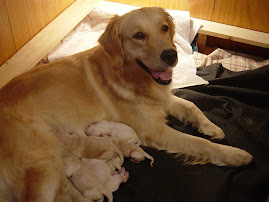 Sunny (Mother of pups)