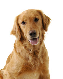 Sam (Mother of Pups)