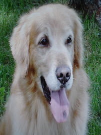 Cory (Father of Pups)