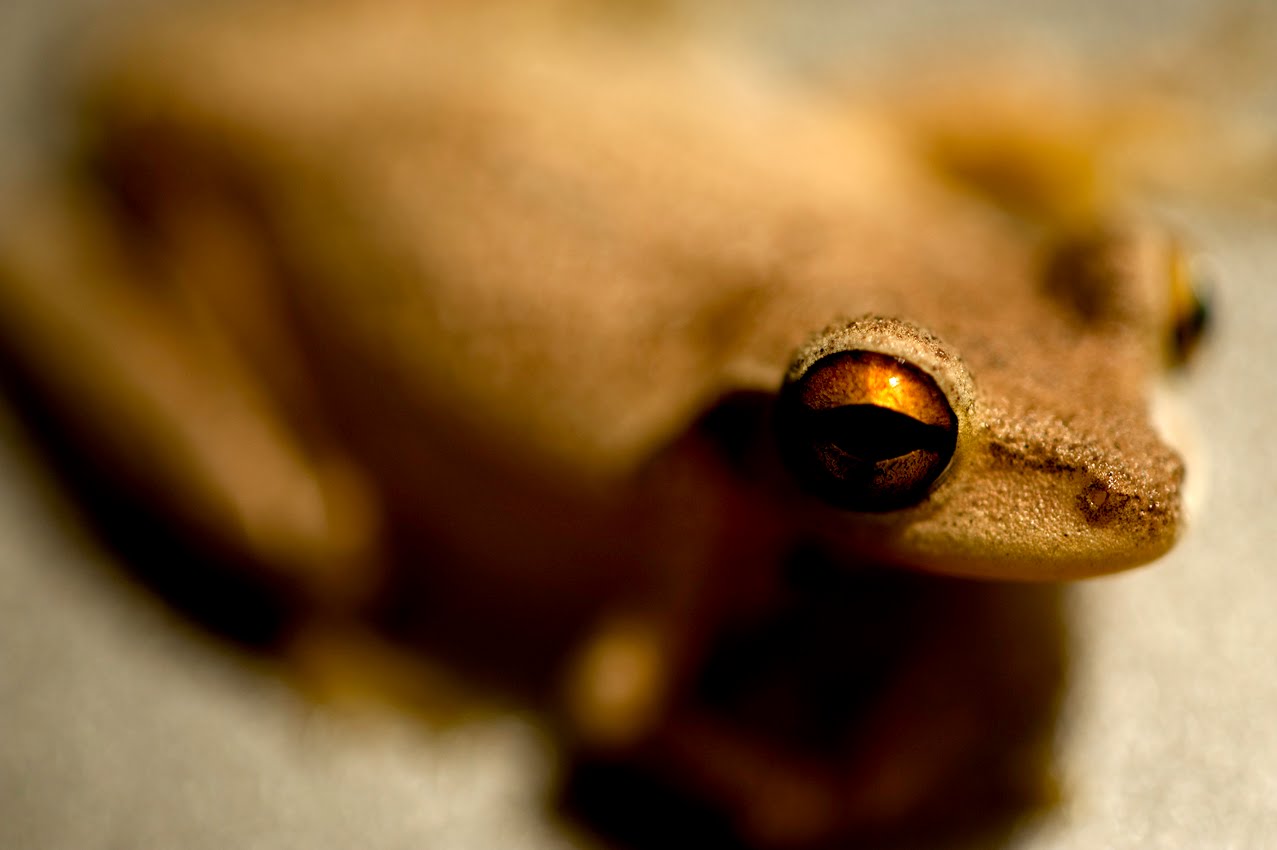 Congo Tree Frog