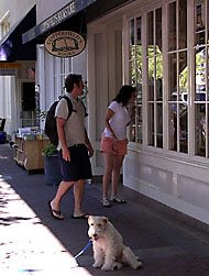 Dog buddy waiting outside Copperfield's Books