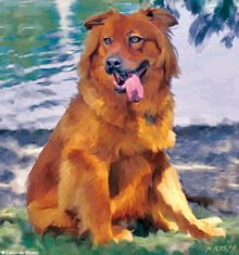 Jack Chow/Shepherd, New Orleans rescue dog