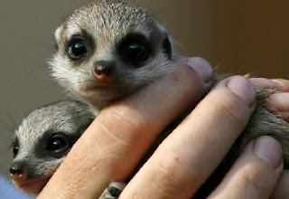 Taronga's Meerkat precious pups!