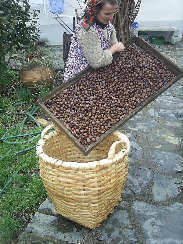 [PIC_0871_castanhas_secas.JPG]