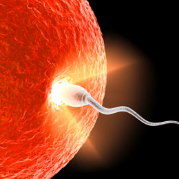http://3.bp.blogspot.com/_f0Vv-Rjyzls/TLs3owrIyuI/AAAAAAAAABI/xcS6lktofRQ/s1600/ovule+et+les+spermes.jpg