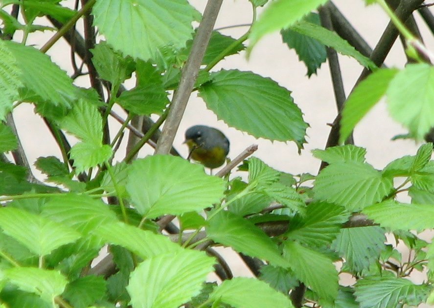 [Parula.bmp]