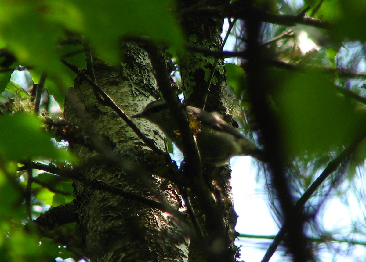 [red-breasted+nuthatch.bmp]