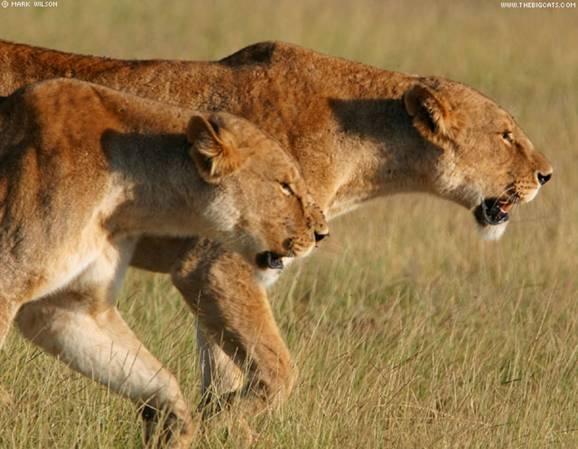 Lion|Dangerous, African Lion, Beautiful Lion, Forest, Park Family Felidae Lion, Big Cats, Big Teeth Lion