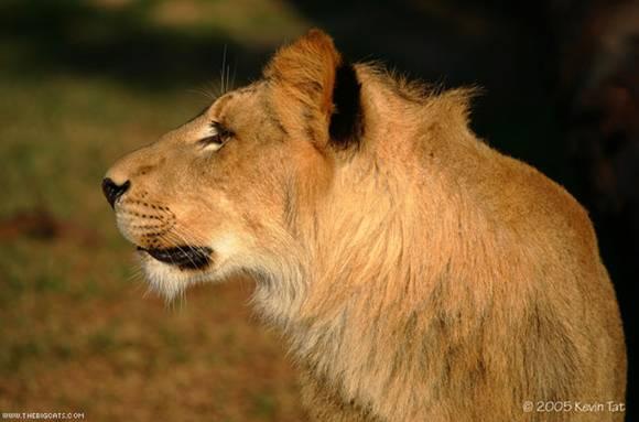 Lion|Dangerous, African Lion, Beautiful Lion, Forest, Park Family Felidae Lion, Big Cats, Big Teeth Lion