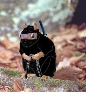 squirrel-ninja.jpg
