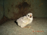 Lavender Chick