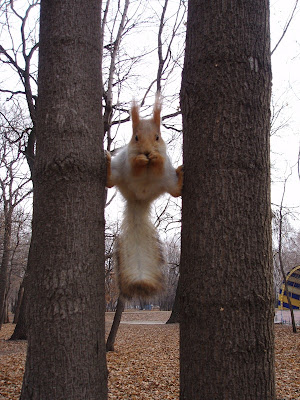 Crazy Squirrel Pictures