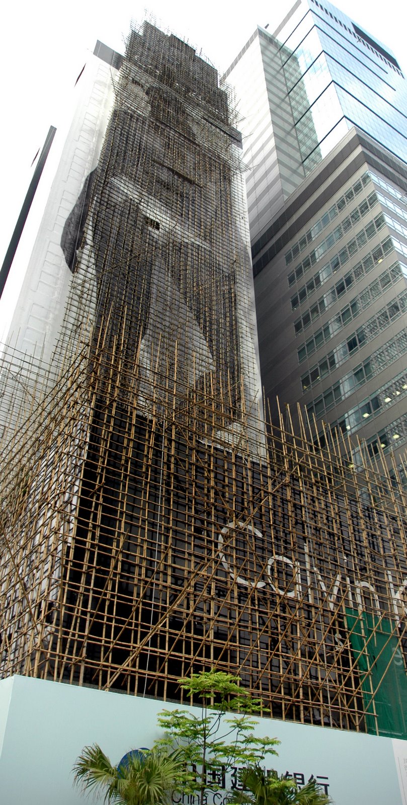 [bamboo_distance.jpg]