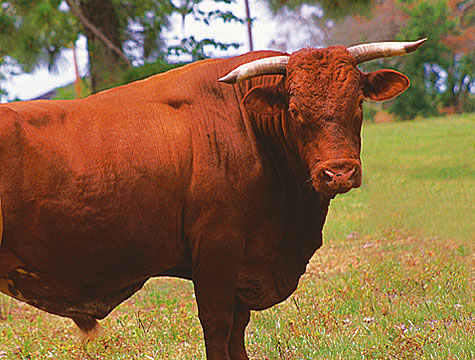 red dean bull
