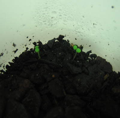 Strawberry seed germination