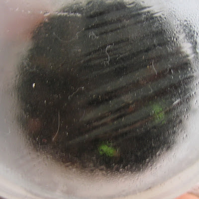 Strawberry seed germination