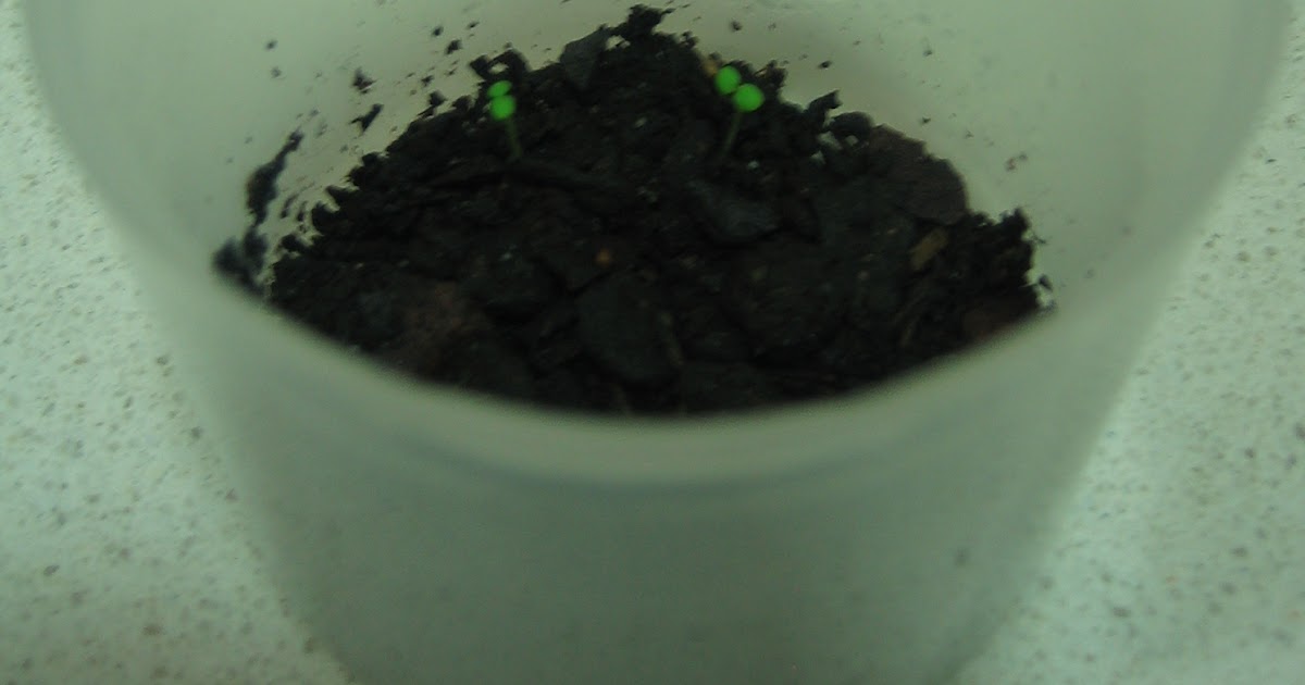 Strawberry seed germination