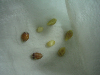 Lemon seed germination