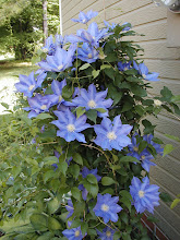 Clematis