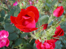 Rose Garden