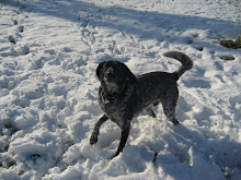 Bosco in the snow