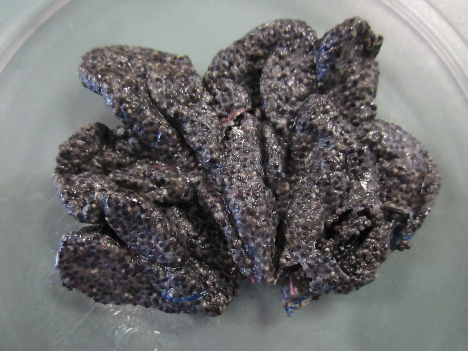 Biology 11: Bullfrog Dissection