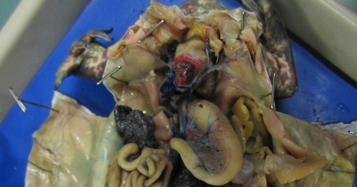 Biology 11: Bullfrog Dissection
