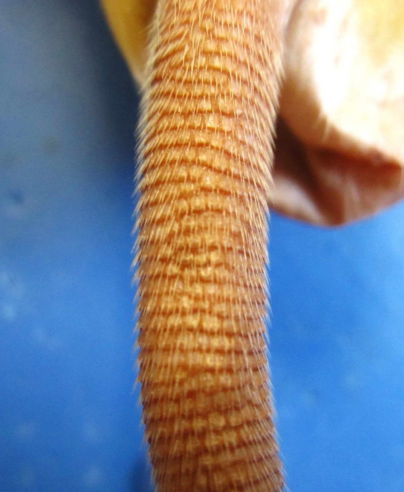 Biology 11 Rat Dissection