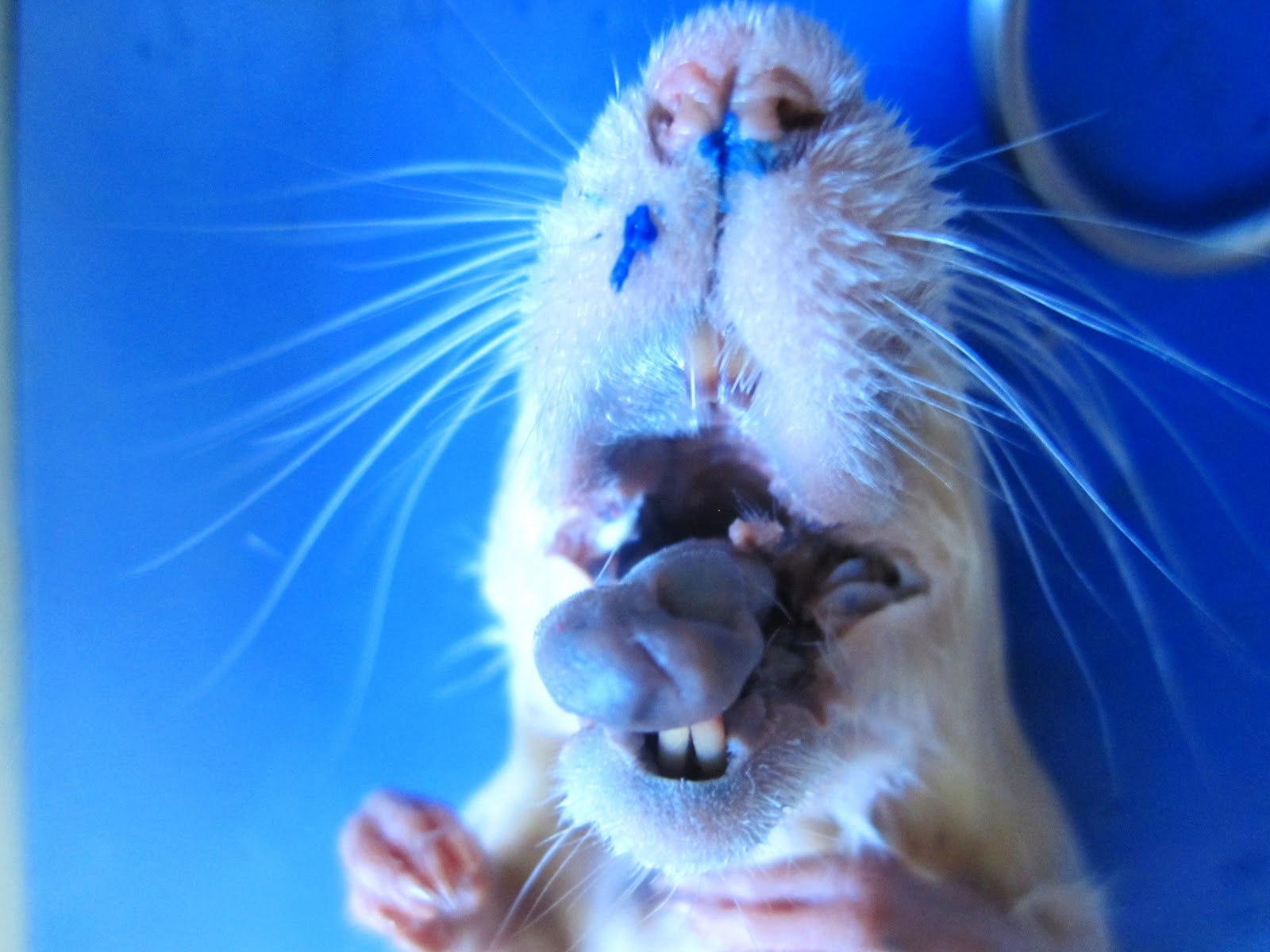 Biology 11 Rat Dissection