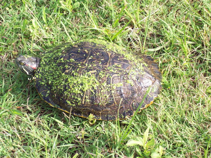 Turtle