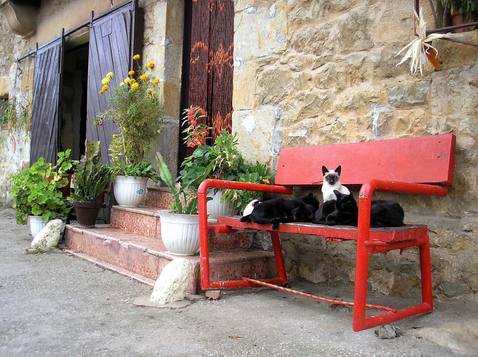 [gatitos.JPG]