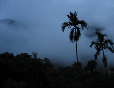 [Jungle+at+night.JPG]