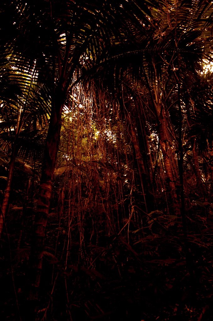 [thick+undergrowth.jpg]