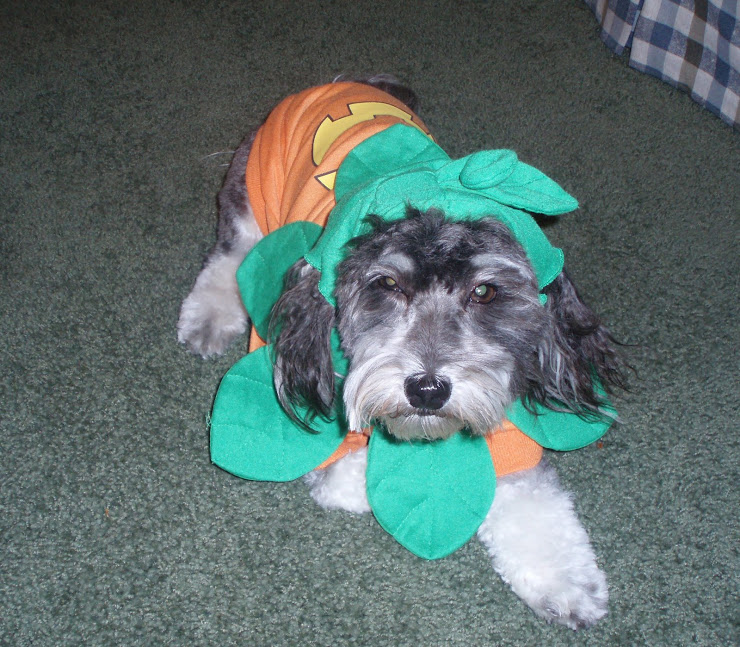 Last Halloween: My Grumpy Pumpkin
