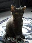 The Kittens.   <br>  <br>  This is Tom