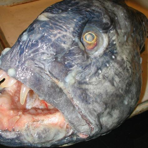 Peces raros Peces raros