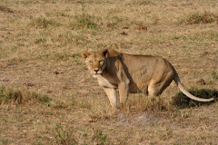 Lion in Amboseli