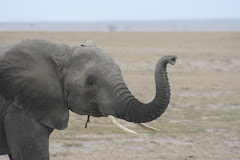 Amboseli elephant